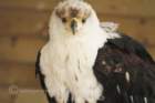 birdsofprey15_small.jpg