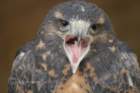 birdsofprey16_small.jpg