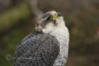 birdsofprey17_small.jpg