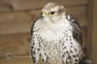 birdsofprey18_small.jpg