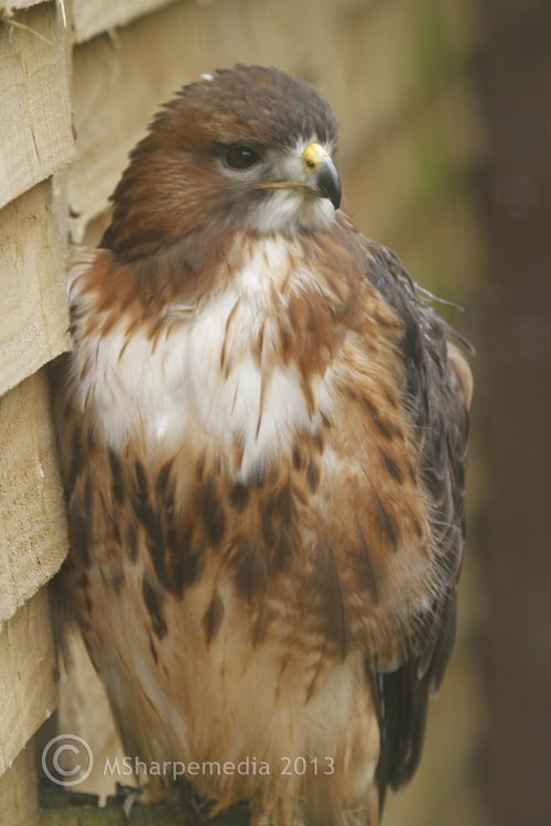 birdsofprey34.jpg