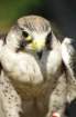 birdsofprey7_small.jpg