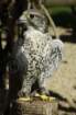 birdsofprey8_small.jpg