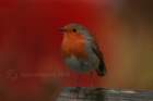 robin006_small.jpg