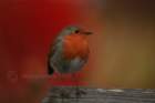 robin007_small.jpg